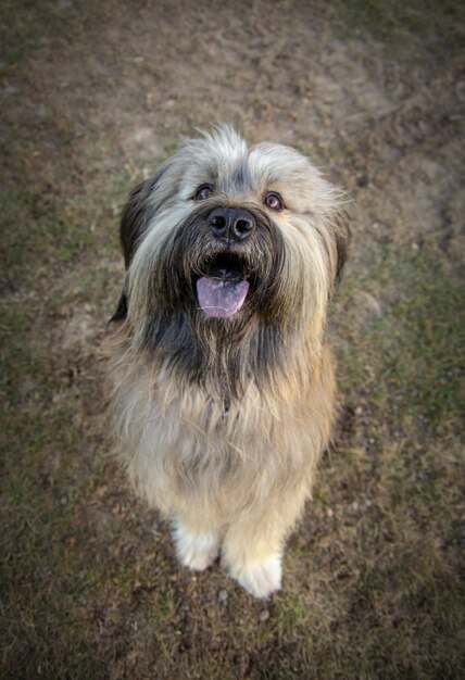 Photo portrait en haut angle d'un chien debout sur un champ