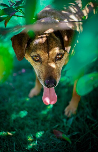 Photo portrait en haut angle d'un chien mettant la langue dehors