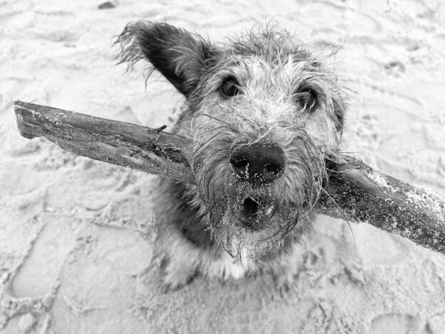 Photo portrait en haut angle d'un chien portant du bois flottant sur une plage de sable