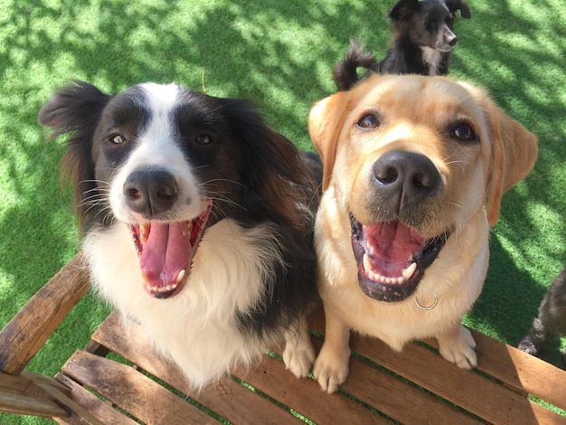 Portrait en haut angle de chiens sur un banc