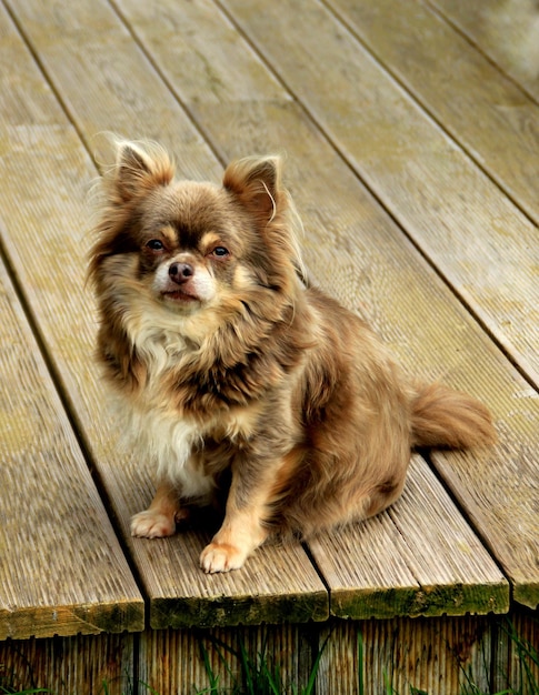 Photo portrait en haut angle d'un chiot sur du bois