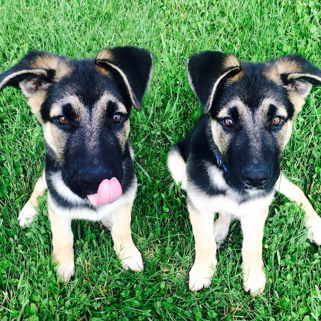 Photo portrait en haut angle de chiots de berger allemand assis sur un champ vert