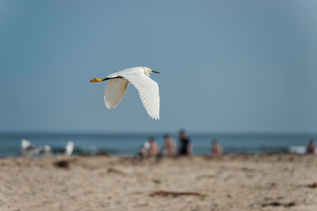 Portrait de héron aigrette blanche