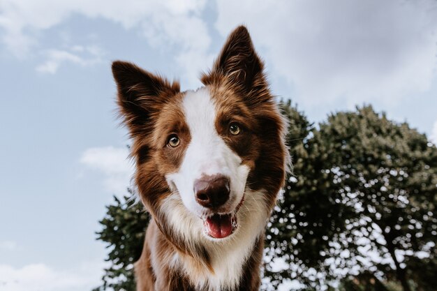 Portrait heureux chien border collie brun regardant sur la saison estivale sur fond de ciel