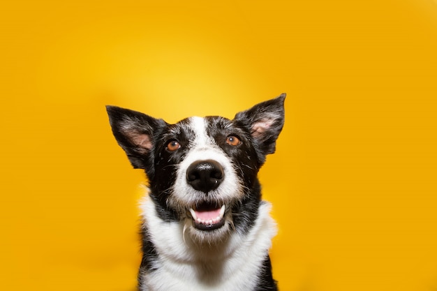 Portrait heureux chien border collie.