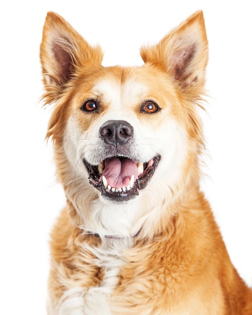 Portrait Heureux Grand Chien Souriant