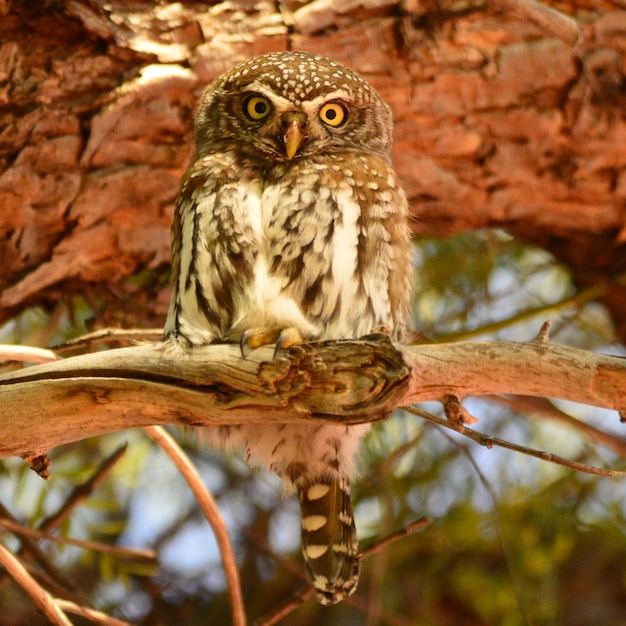 Portrait d'un hibou accroché à une branche