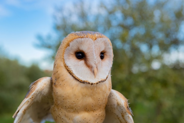 Portrait de Hibou Blanc