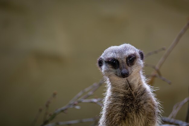 Portrait d'un hibou à l'extérieur