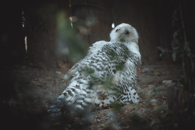 Un portrait d'un hibou fantastique