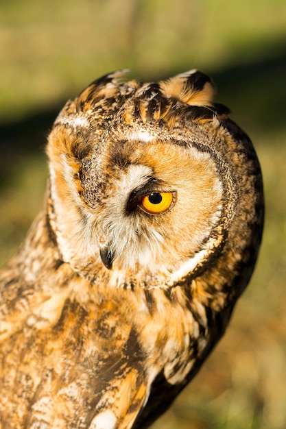 Portrait de hibou grand-duc Bubo bubo