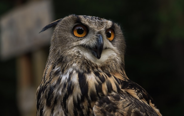 Portrait de hibou grand-duc