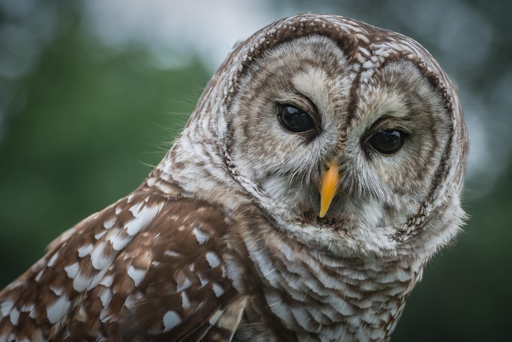 Photo portrait de hibou en gros plan