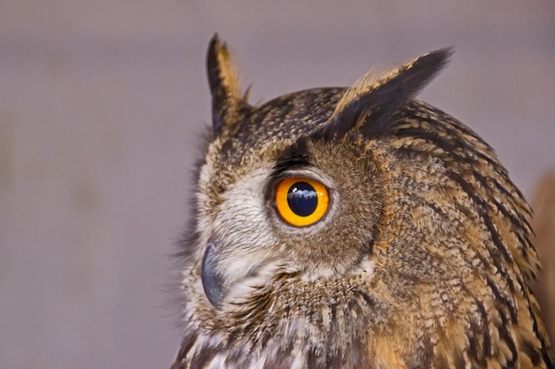 Portrait de hibou en gros plan