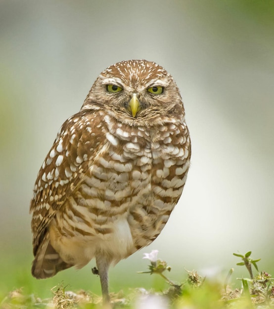 Portrait de hibou en gros plan
