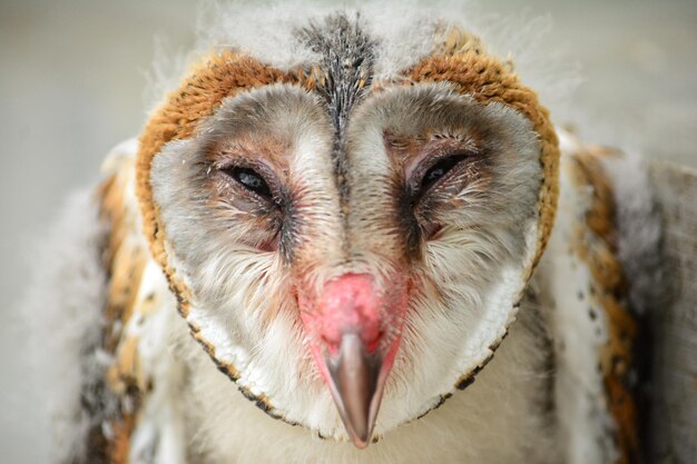 Portrait de hibou en gros plan