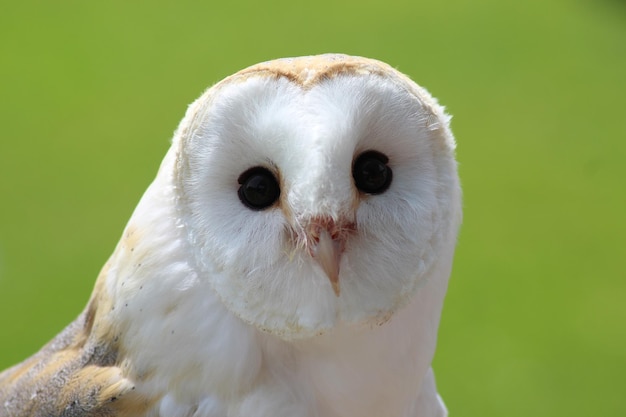 Photo portrait de hibou en gros plan