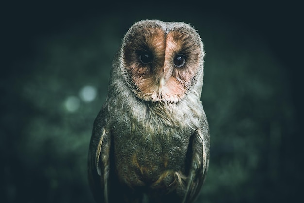 Portrait de hibou en gros plan