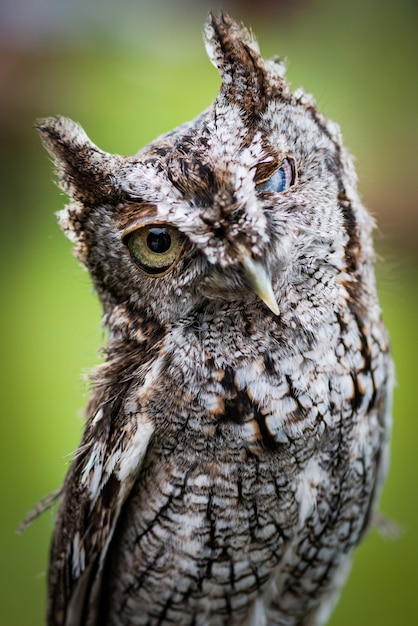 Photo portrait de hibou en gros plan