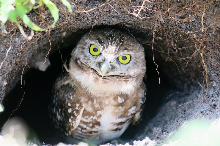 Photo portrait de hibou en gros plan