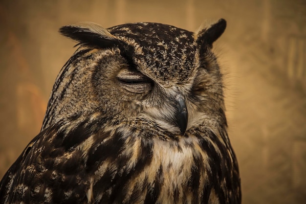 Portrait de hibou, hibou doré, concept de la faune