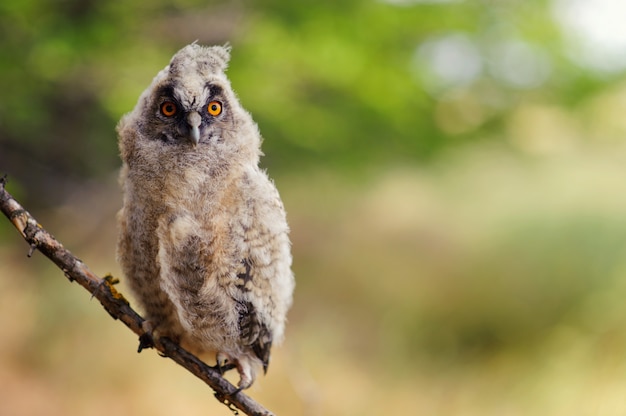 Portrait d'un hibou à longues oreilles juv