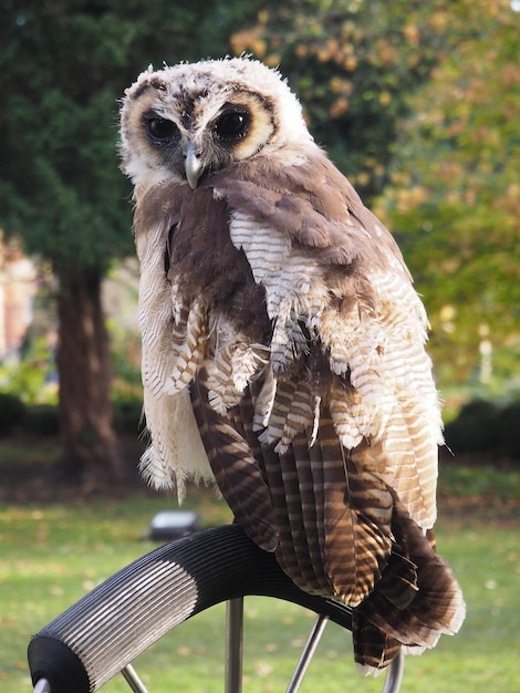 Photo portrait d'un hibou perché sur un arbre