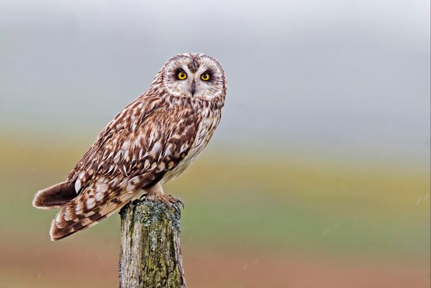 Photo portrait d'un hibou perché sur une souche d'arbre