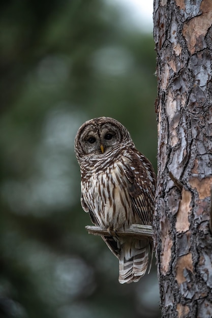 Portrait d'un hibou perché sur le tronc d'un arbre