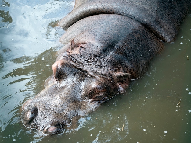 Portrait d'hippopotame en vue de dessus de l'eau boueuse