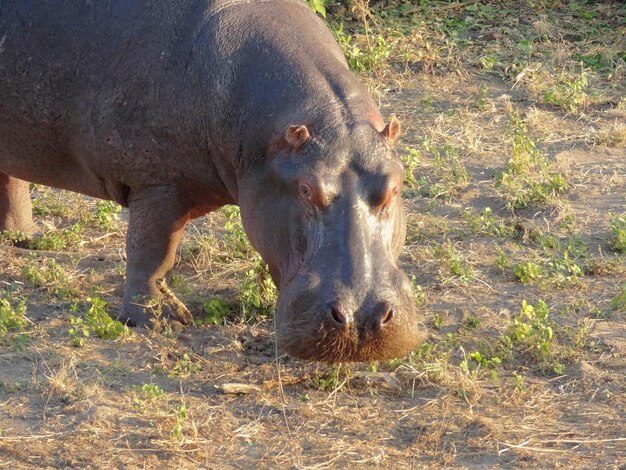 Portrait d'un hippopotame