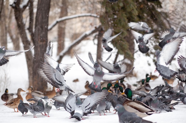 Portrait d'hiver d'un canard dans un parc public d'hiver. Les canards sont debout ou assis dans la neige. Migration des oiseaux. Les canards et les pigeons du parc attendent la nourriture des gens.