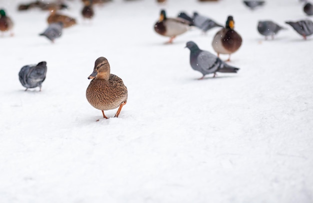 Portrait d'hiver d'un canard dans un parc public d'hiver. Les canards sont debout ou assis dans la neige. Migration des oiseaux. Les canards et les pigeons du parc attendent la nourriture des gens.