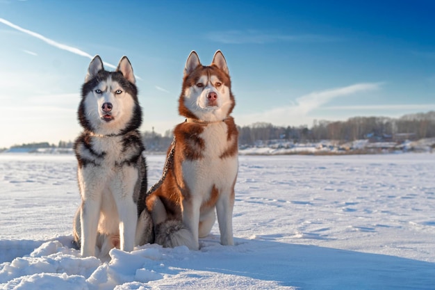 Portrait d'hiver de deux chiens husky sur un champ enneigé journée ensoleillée