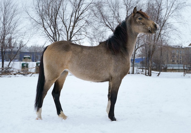 Portrait d'hiver d'une jument poney gallois. Dun avec des points noirs