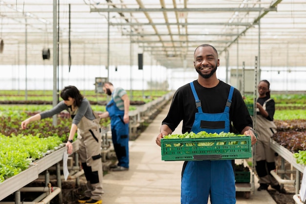 Photo portrait d'un homme afro-américain montrant une caisse avec une production de laitue fraîche prête à être livrée aux entreprises locales. agriculteur producteur d'aliments biologiques tenant un lot de salade fraîche cultivée en serre.