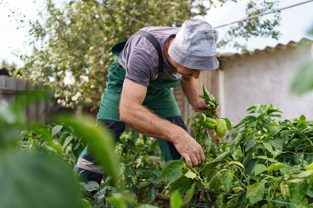 Portrait d'un homme mûr cueillant des légumes du jardin d'arrière-cour Fier homme caucasien agriculteur récoltant des légumes