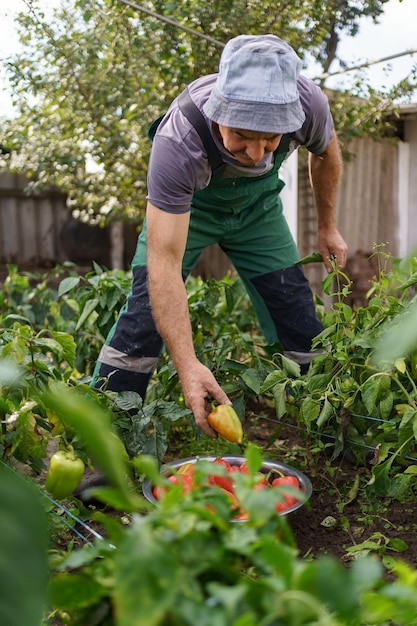 Portrait d'un homme mûr cueillant des légumes du jardin d'arrière-cour Fier homme caucasien agriculteur récoltant des légumes