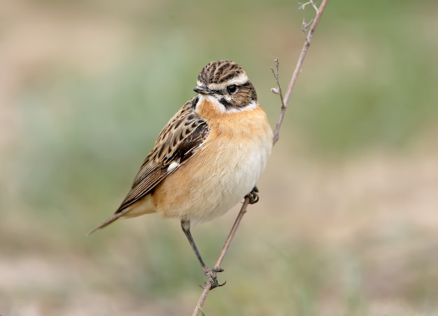 portrait d'homme stonechat.