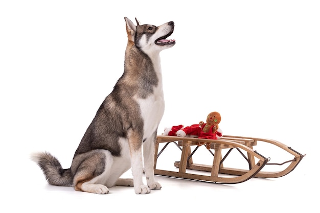 Portrait d'un Husky sibérien de 6 mois avec un traîneau au moment de Noël