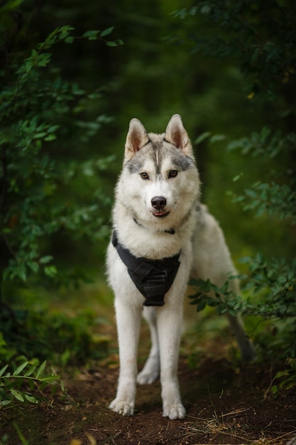 Portrait de husky sibérien. Beau jeune homme à l'extérieur. Forêt et montagnes