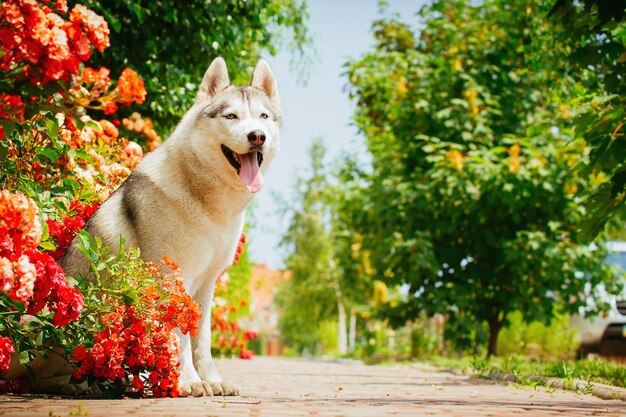 Portrait d'un Husky Sibérien. Le chien est assis près des roses en fleurs. Chiens nordiques en été.