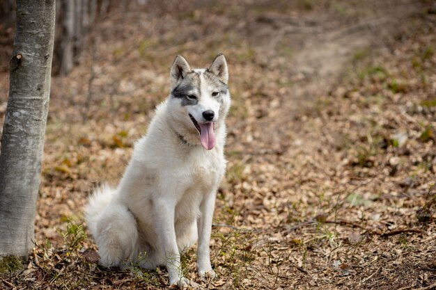 Portrait d'un Husky Sibérien debout dans une forêt