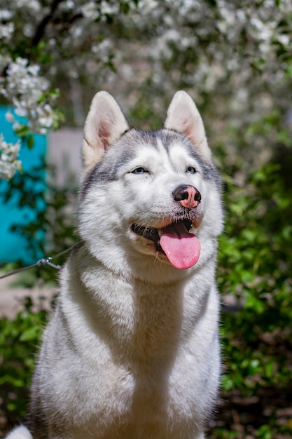 Portrait d'un Husky Sibérien à l'extérieur