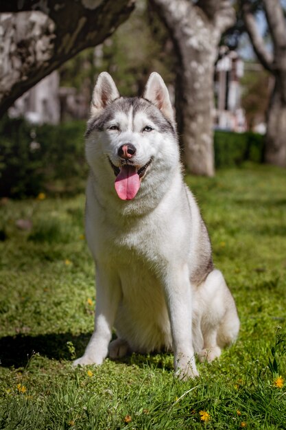 Portrait d'un Husky Sibérien à l'extérieur