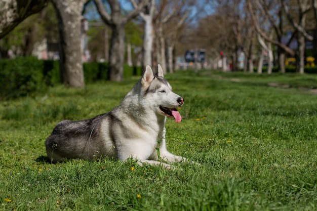 Portrait d'un Husky Sibérien à l'extérieur