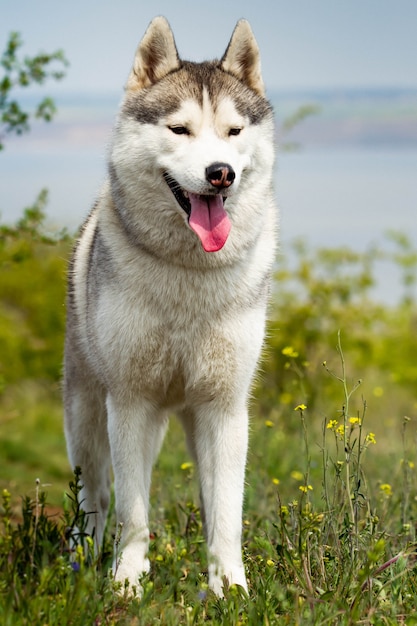 Portrait d'un Husky Sibérien. Fermer. chien est debout sur l'herbe. Paysage. Rivière de fond.