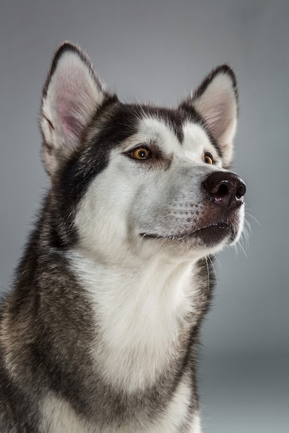 Portrait de husky sibérien sur fond gris