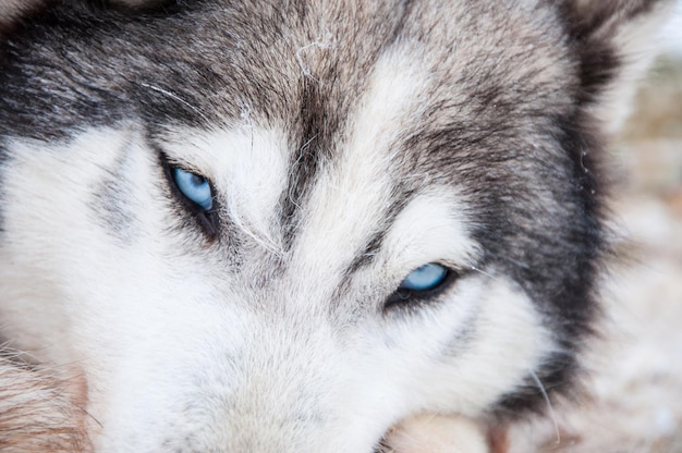 Photo portrait d'un husky sibérien en gros plan