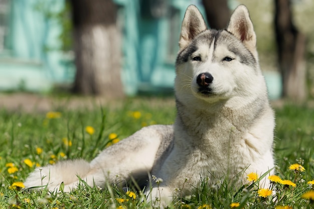 Portrait de Husky Sibérien